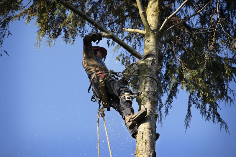 Tree Cabling Service in Reno, NV